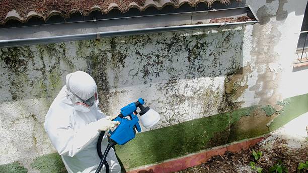 Trusted Crawl Space Mold Removal service in Pentwater, MI - Cheap Mold Removal